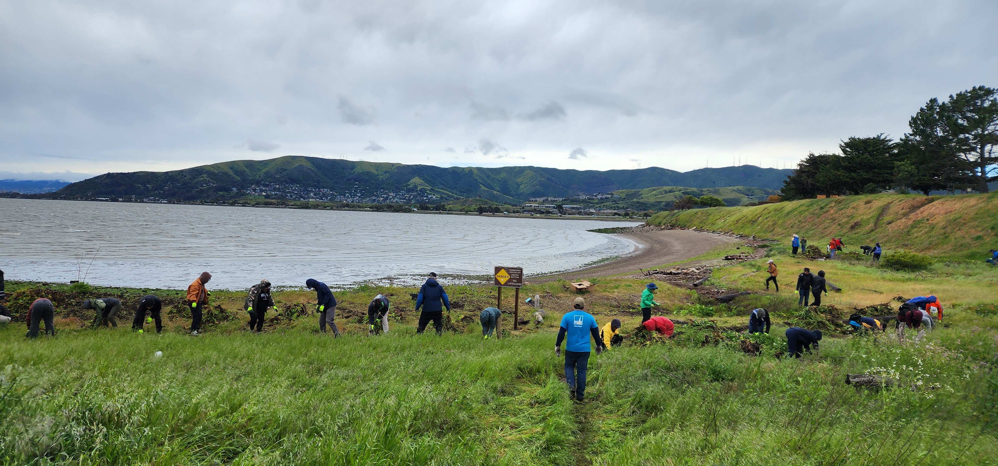 volunteers removing iceplant from a beach